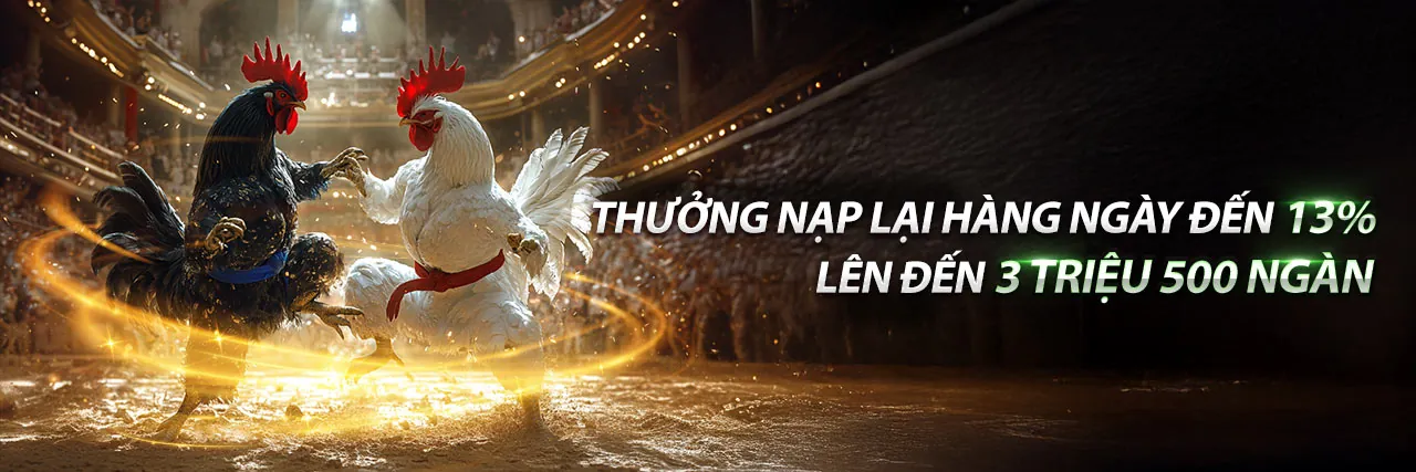 Sân đấu đá gà kịch tính tại nohu888